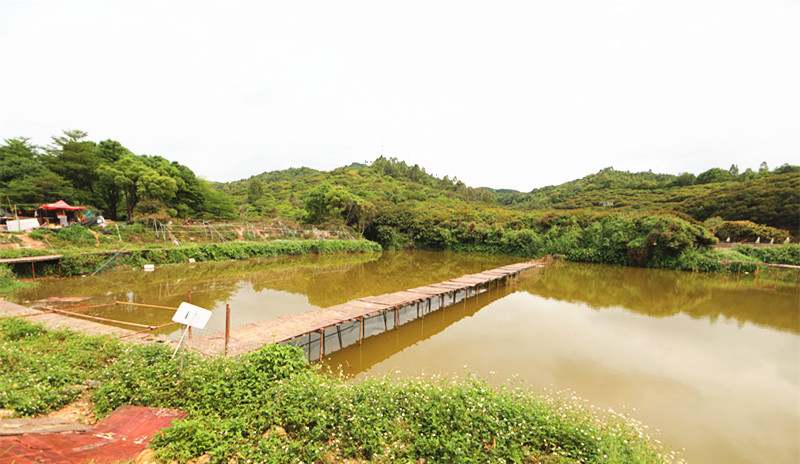宏达义翔的量子农业生态园进驻深圳最大农场—宝安松岗菜博士农场